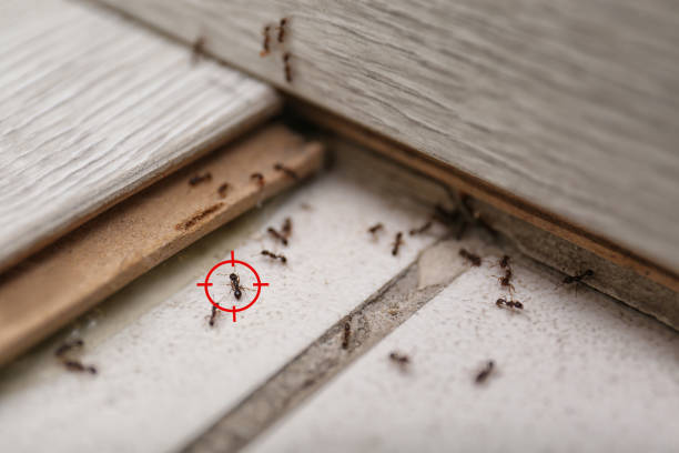 Best Local Pest Control Services  in Highlands, NC