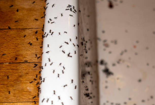 Best Pest Control for Businesses  in Highlands, NC