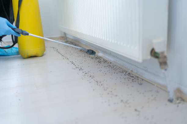 Reliable Highlands, NC Pest Control Solutions